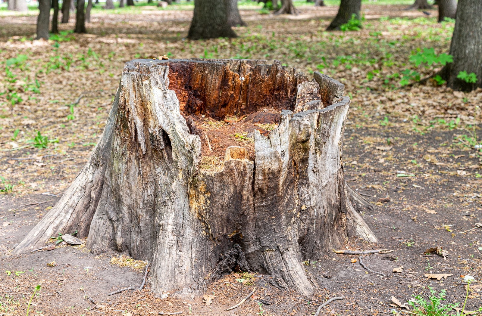 Stump Dis Vaughn's Stump Grinding